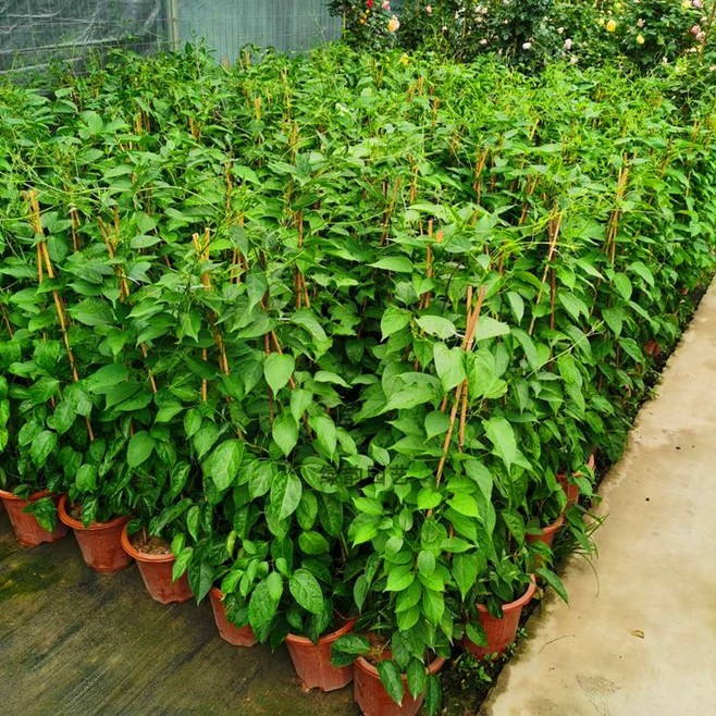 炮仗花 阳台攀爬藤本植物的园艺绿化新宠