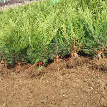 龙柏苗在景观工程中的应用与价值