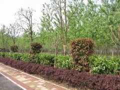 潍坊一诺千金园林绿化工程公司 专业景观工程与苗木供应平台