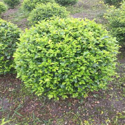 金禾女贞 庭院与绿化工程的优选绿篱苗木