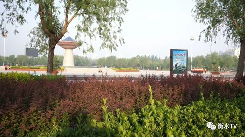 阜城县稳步推进五大绿化工程，绘就生态新画卷