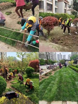 崂山区物业服务品质提升行动 绿化提升篇——景观工程