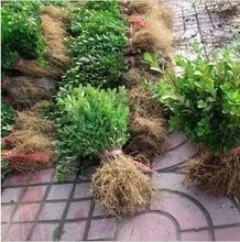 瓜子黄杨树在景观工程中的产品参考与应用指南