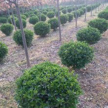 周至绿化苗木 金叶女贞绿篱与红叶石楠球种植厂家介绍