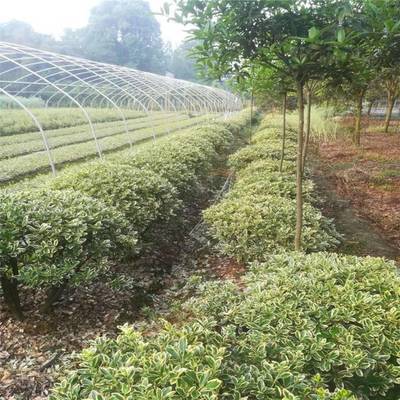 绿化工程首选 金边黄杨球批发，包栽包活保障景观成效