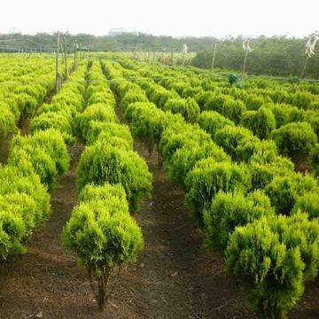 黄金柏与洒金柏在庭院别墅和道路绿化工程中的应用