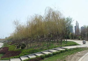 辽阳太子河风光带绿化工程基本竣工