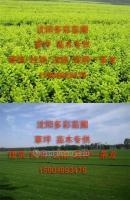 打造城市绿肺 营口草坪与鲅鱼圈绿化苗木在景观工程中的综合应用