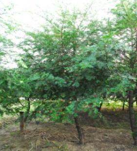 红豆杉苗木全系列供应 从小苗到绿化工程苗，打造生态景观新篇章