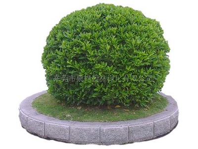 从绿化工程到景观工程 城市生态与美学的双重构建