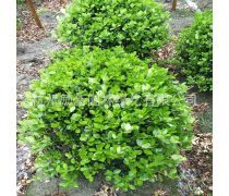 金色梦想，绿色家园——论金绿化工程的生态与社会价值