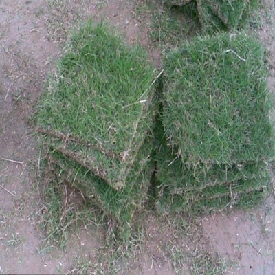 天堂草草坪 构筑绿色景观工程的理想选择