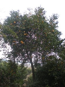 打造高端别墅景观 精品胡柚树的绿化价值与供应商选择