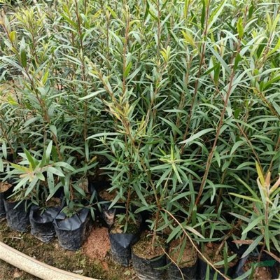 沭阳万象花木种植专业合作社 匠心打造绿色生态，专业引领绿化工程新风尚